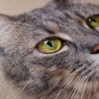 Cuadro en Lienzo Personalizado de Mascotas - Imagen 3